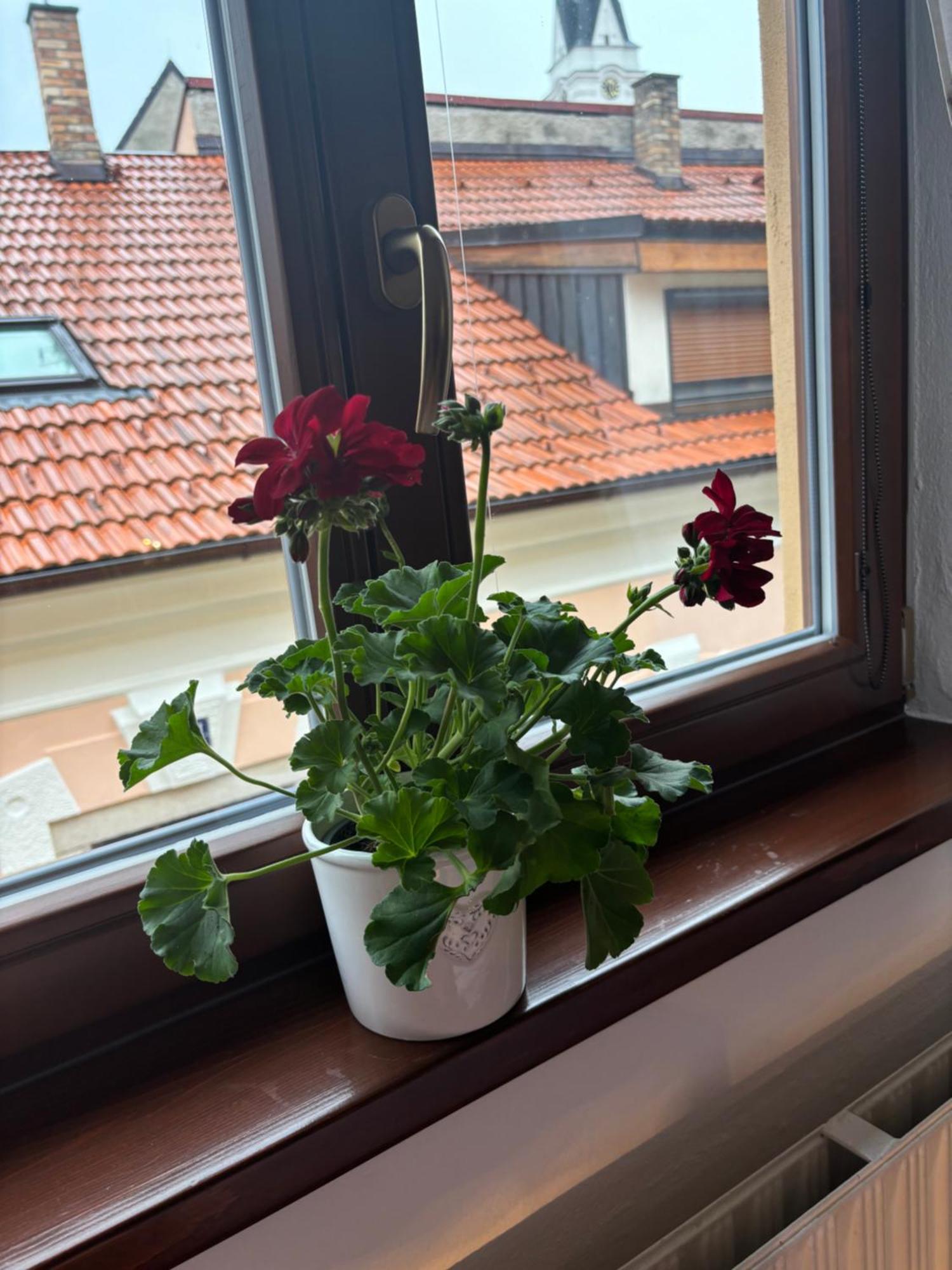 Penzion Pohádka Třeboň Exterior foto